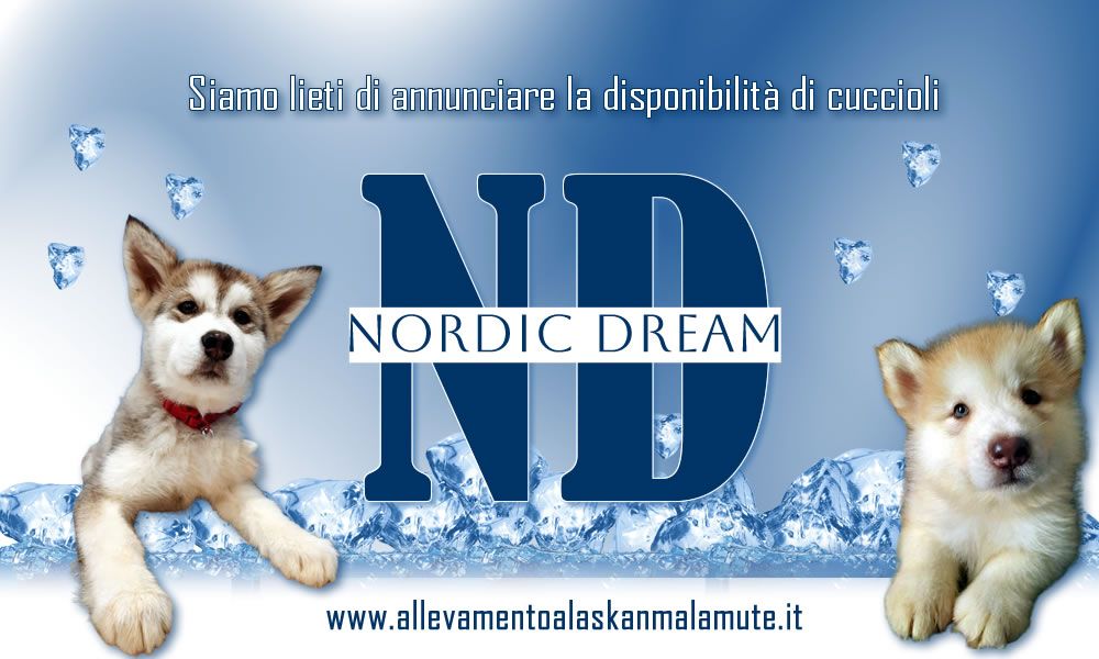 of the Nordic Dream - Bebes disponibles