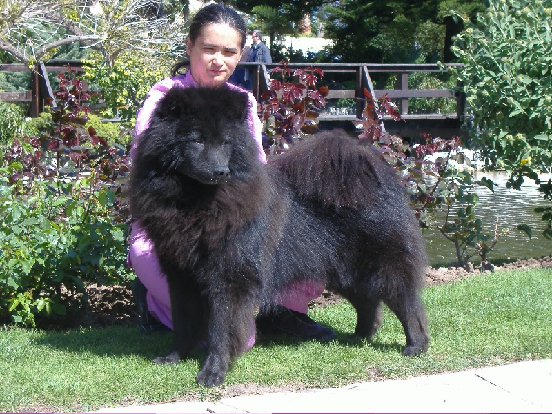 CH. Bryan of the Nordic Dream