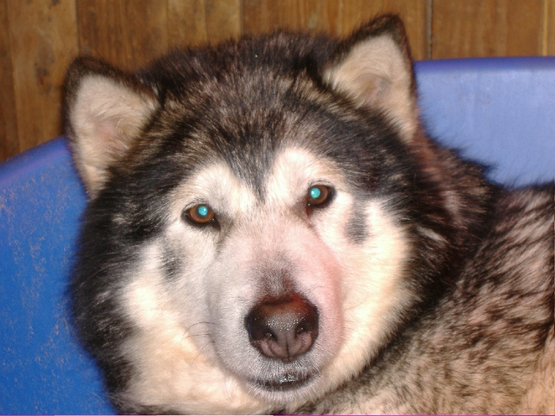 Roxy (Sans Affixe)