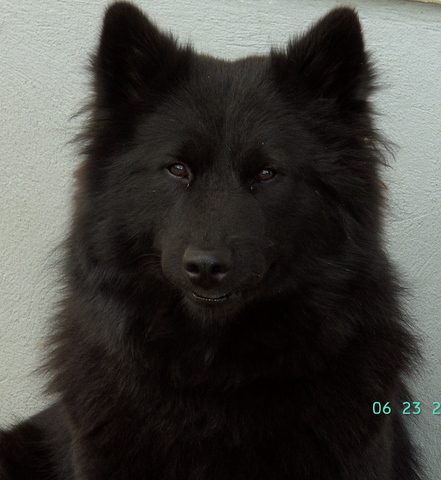 CH. Blacky at pecnikova of the Nordic Dream