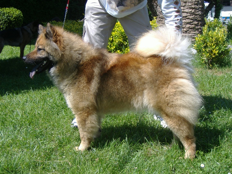 CH. Akemi (Sans Affixe)