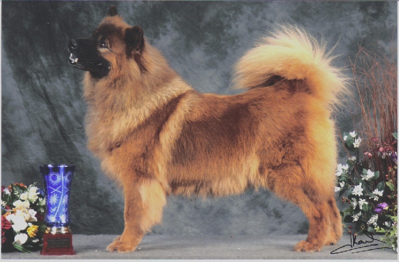 CH. Sayanne des Chevaloupsgreg