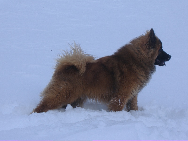 CH. Doggy (Sans Affixe)