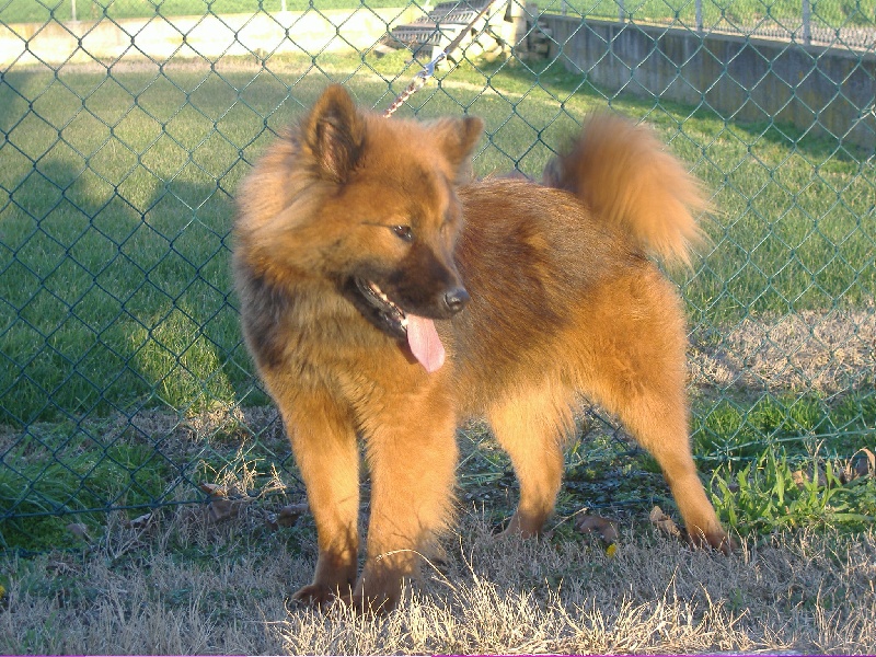 Daystar of the Nordic Dream