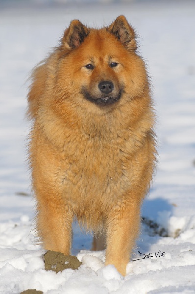 CH. Cheyenne of the Nordic Dream