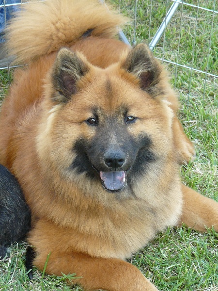 CH. Faith of the Nordic Dream