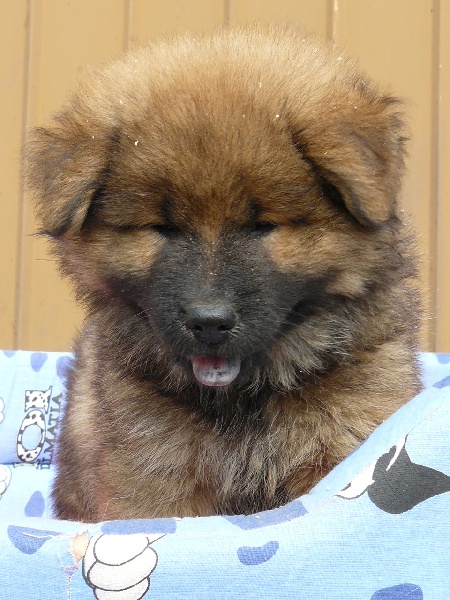 Grant of the Nordic Dream