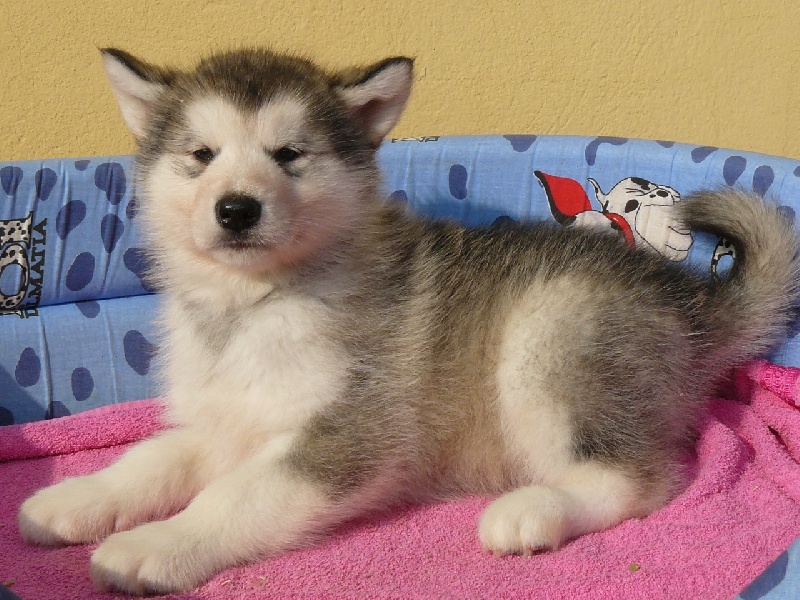 Cristal of angels of the north