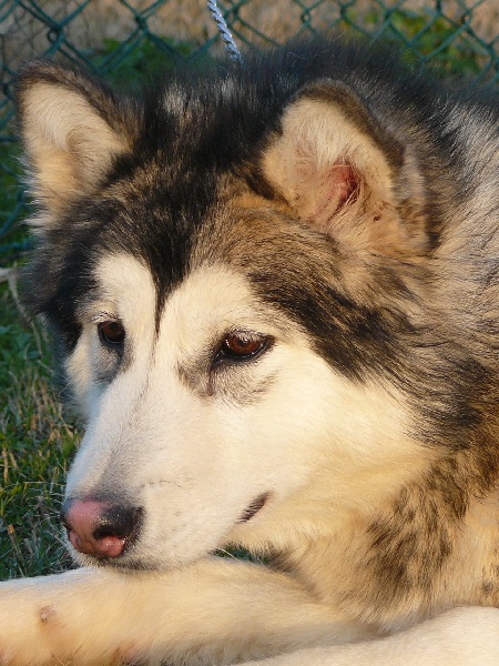 Ginevra of the Nordic Dream