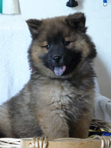 Grace of the Nordic Dream