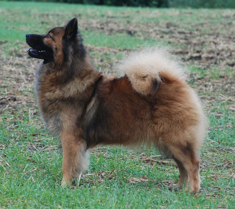 Flick of the Nordic Dream