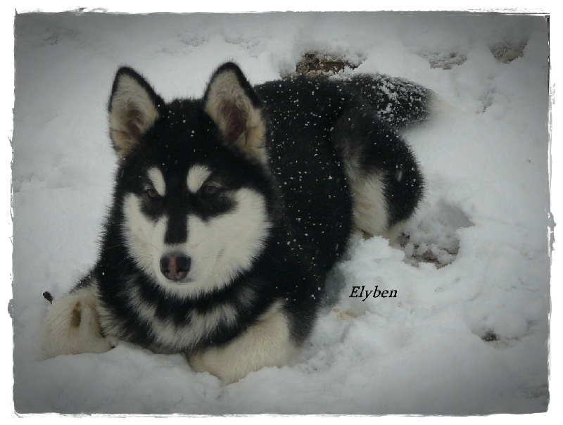 Nordic dream ns. amazon (Sans Affixe)