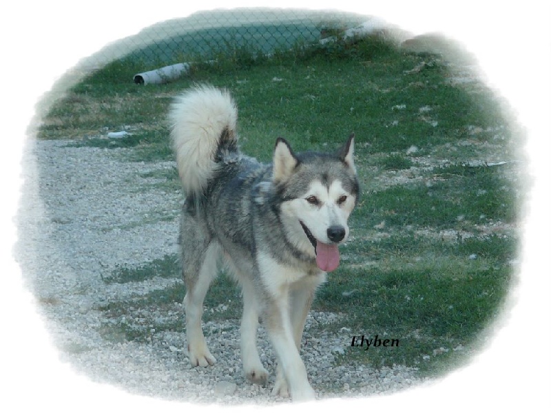 Dark angel of the Nordic Dream