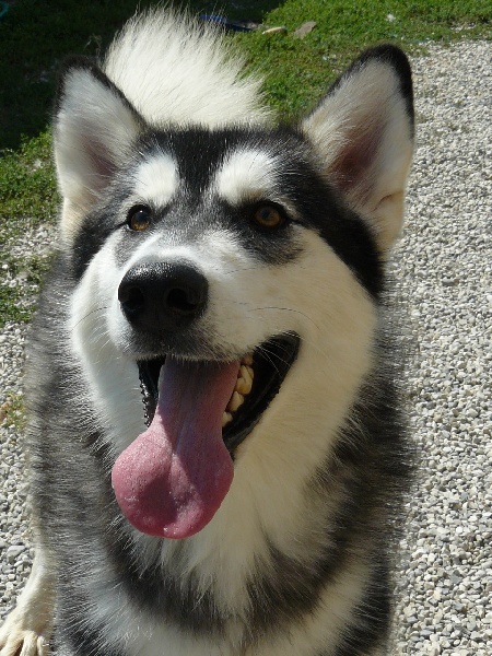 Kiss 'n kill of the Nordic Dream