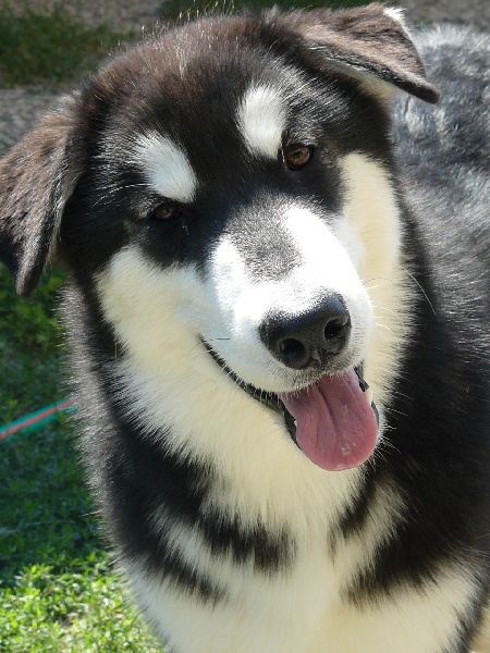 Nordic dream color me happy (Sans Affixe)