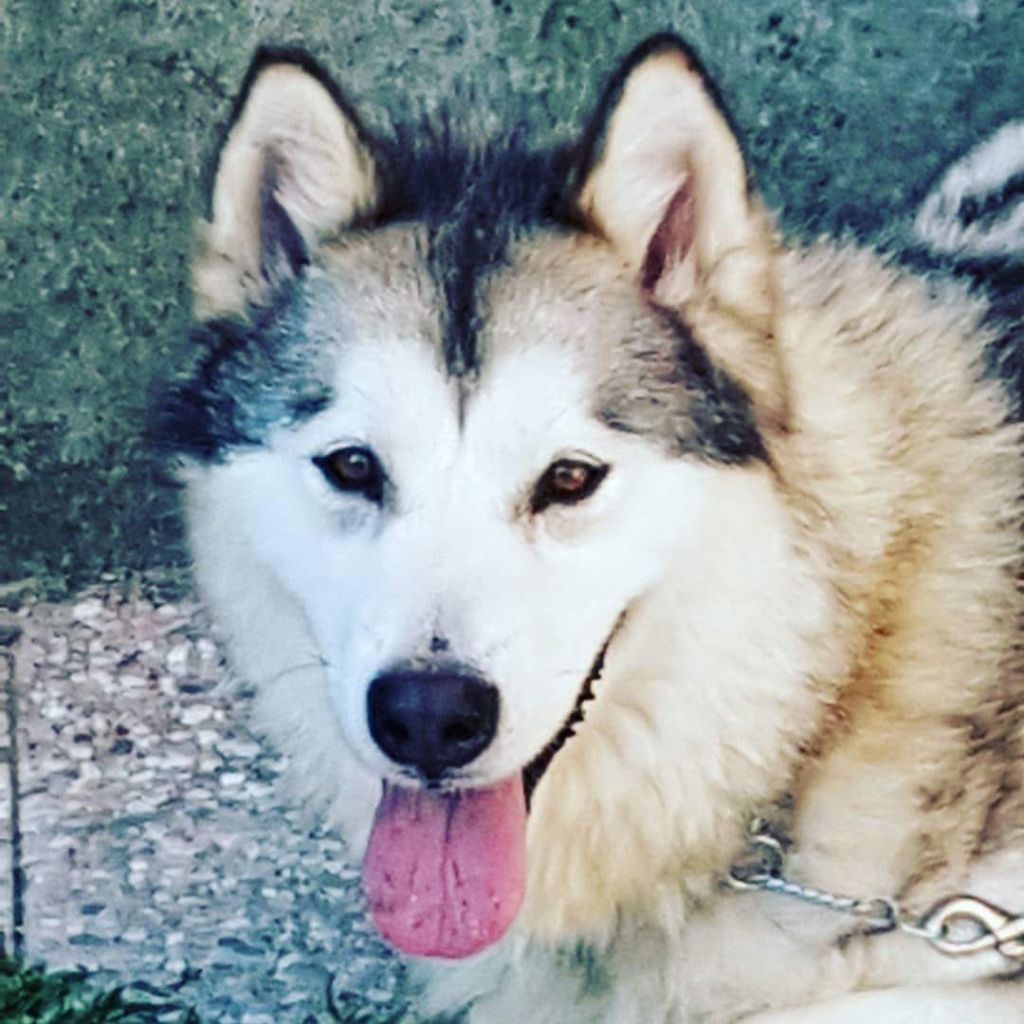Alaska (Sans Affixe)