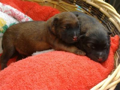 of the Nordic Dream - Bebés Eurasier