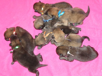 of the Nordic Dream - Nouvelles photos des chiots du Cheyenne