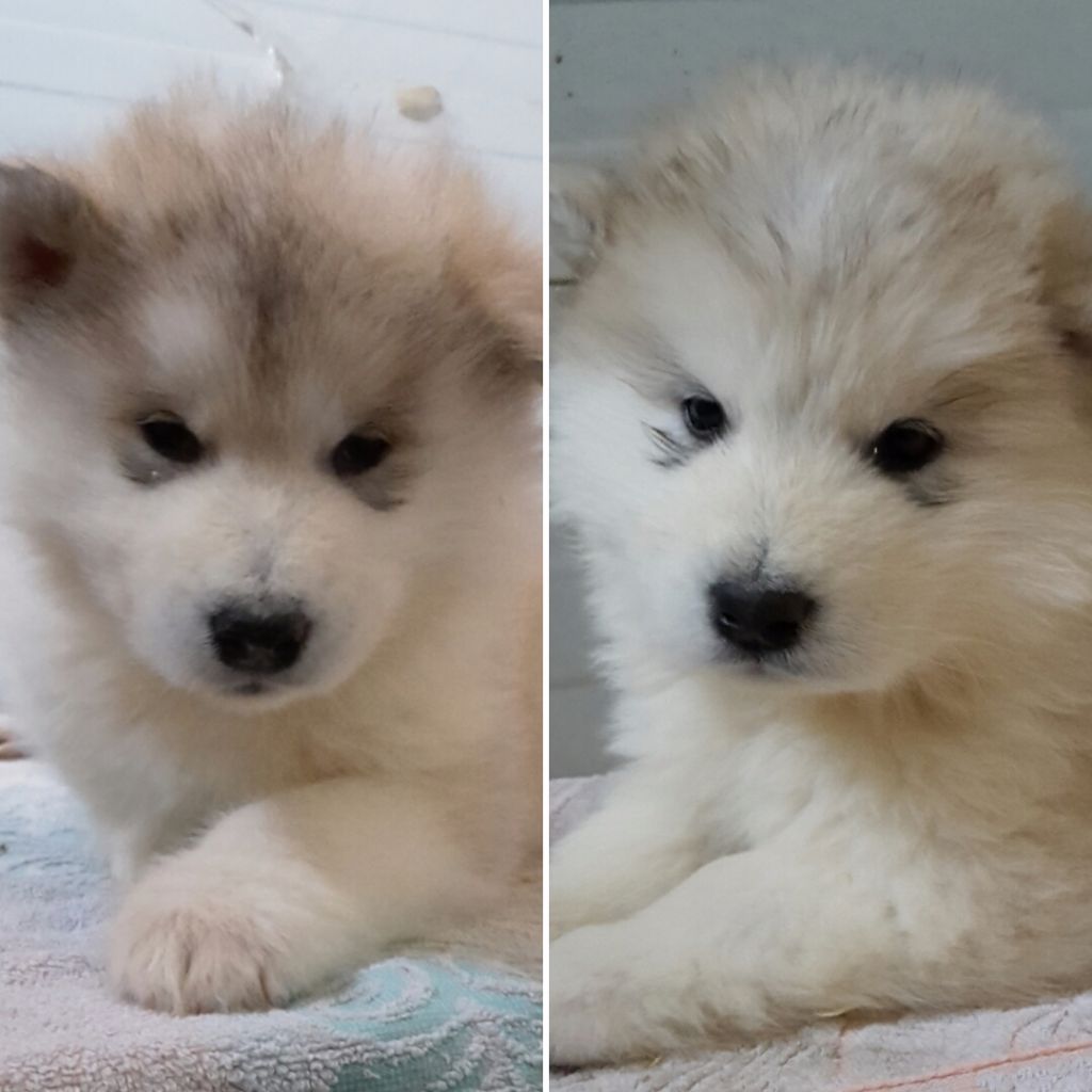 of the Nordic Dream - Chiots de Tess disponibles 