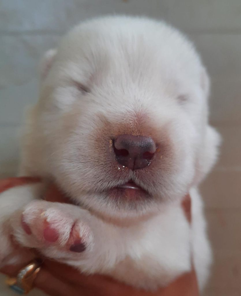 Bebes blanc disponibles