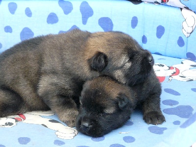 of the Nordic Dream - Nouvelles photos des chiots du Emi