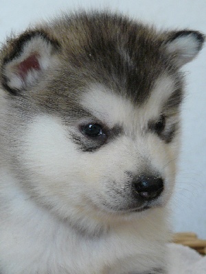 of the Nordic Dream - Nouvelles photos des chiots de Holly et Leon