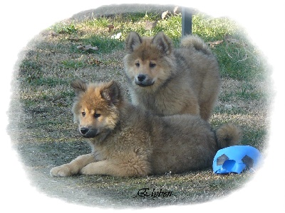 of the Nordic Dream - Nouvelles photos des chiots du Faith&Aaron