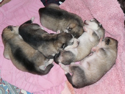 of the Nordic Dream - Nouvelles photos des chiots de Billo et Sasha