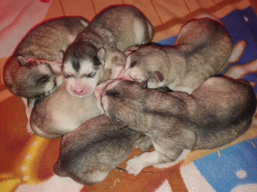 Chiot Alaskan Malamute of the Nordic Dream