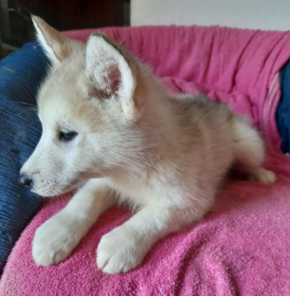 of the Nordic Dream - Chiots disponibles - Alaskan Malamute