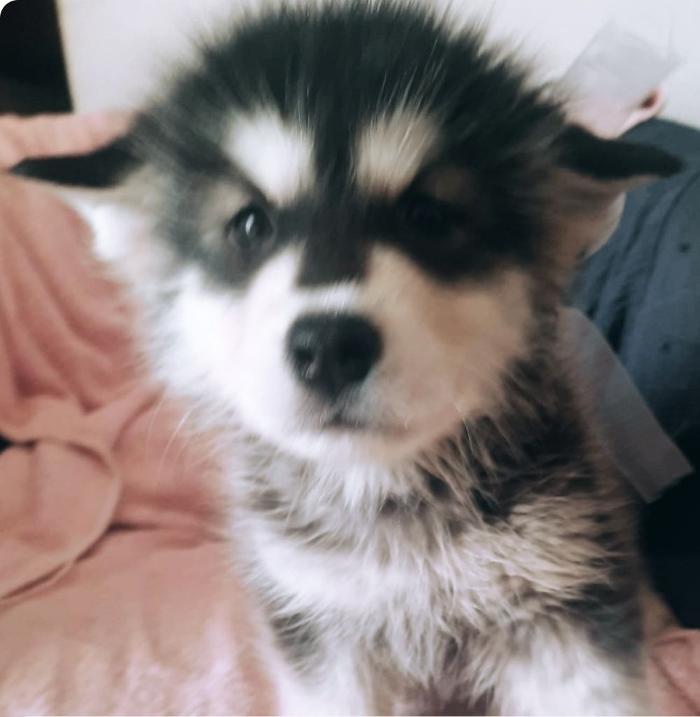of the Nordic Dream - Chiots disponibles - Alaskan Malamute