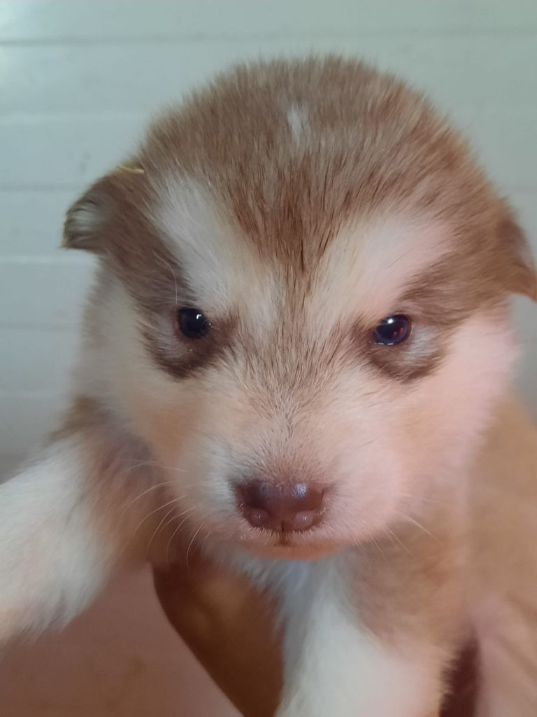 of the Nordic Dream - Chiots disponibles - Alaskan Malamute