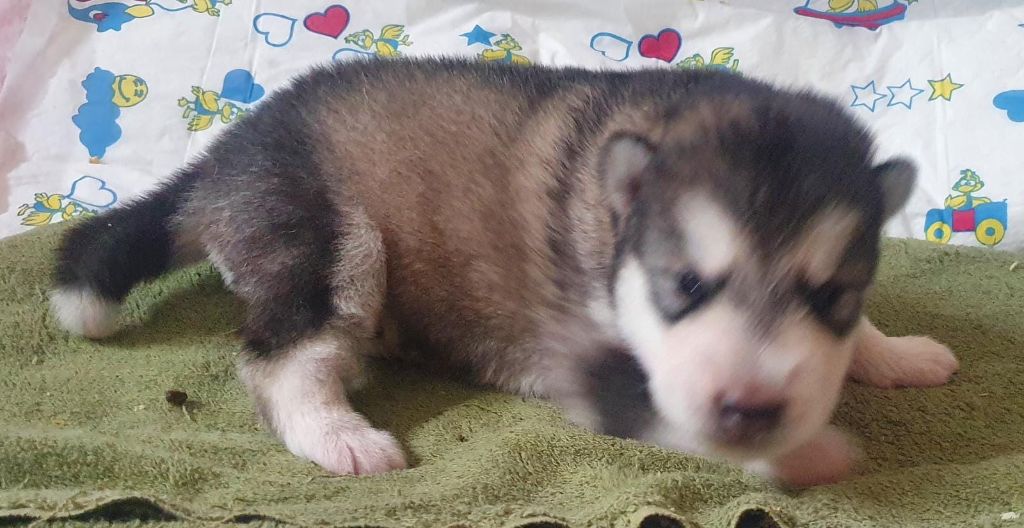 of the Nordic Dream - Chiots disponibles - Alaskan Malamute