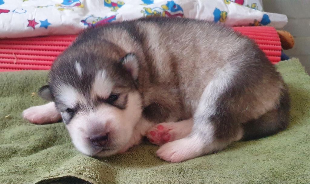 of the Nordic Dream - Chiots disponibles - Alaskan Malamute