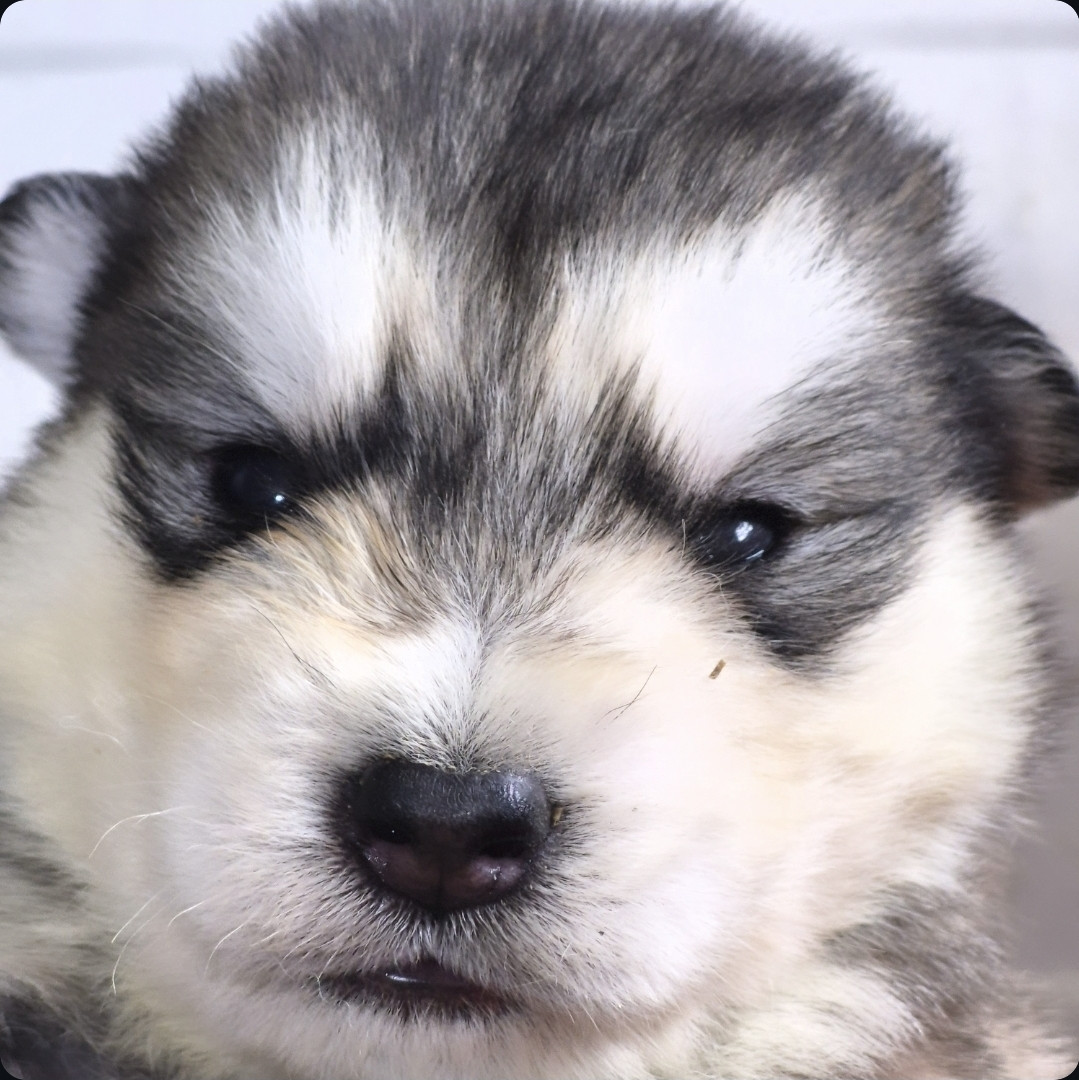 of the Nordic Dream - Chiots disponibles - Alaskan Malamute