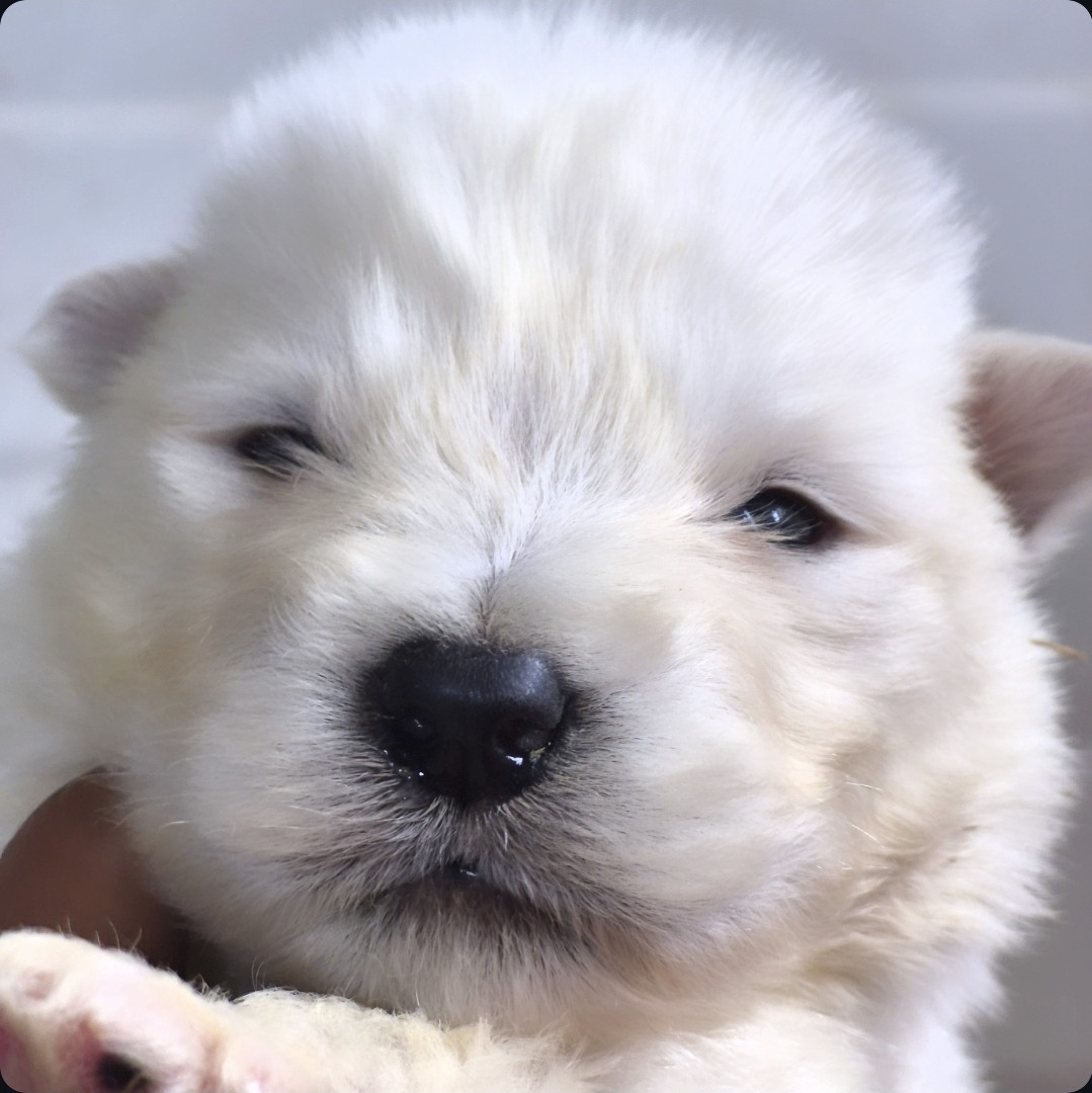 of the Nordic Dream - Chiots disponibles - Alaskan Malamute