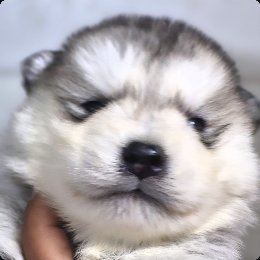 of the Nordic Dream - Chiots disponibles - Alaskan Malamute