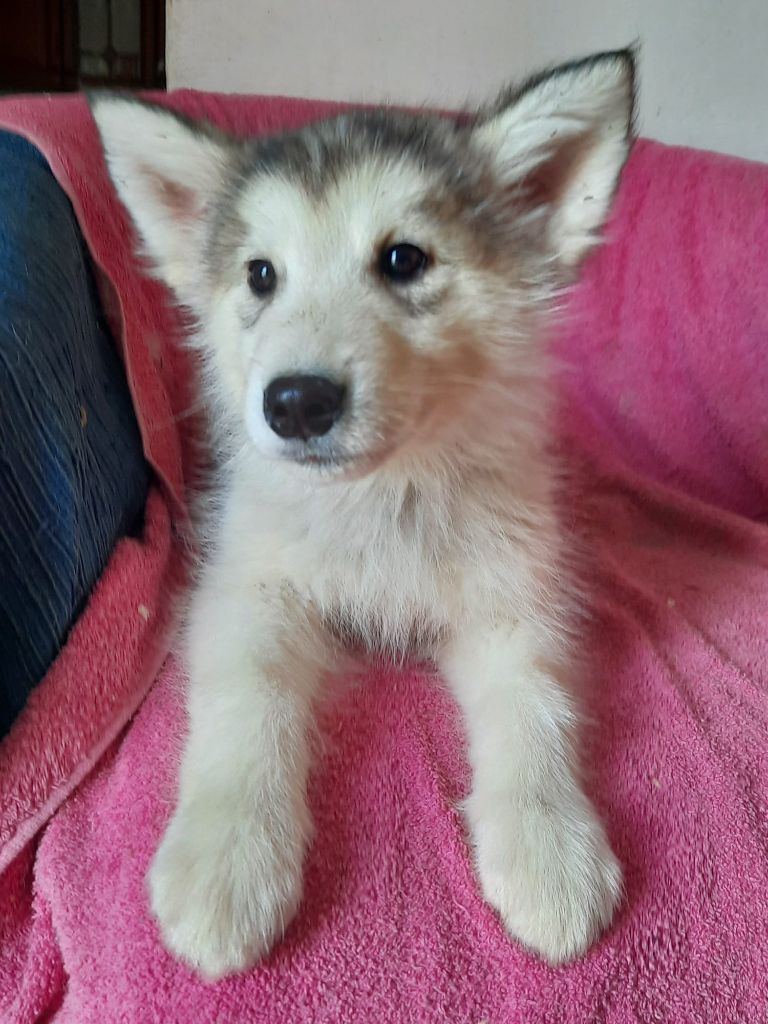 of the Nordic Dream - Chiots disponibles - Alaskan Malamute