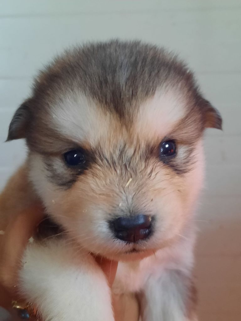 of the Nordic Dream - Chiots disponibles - Alaskan Malamute