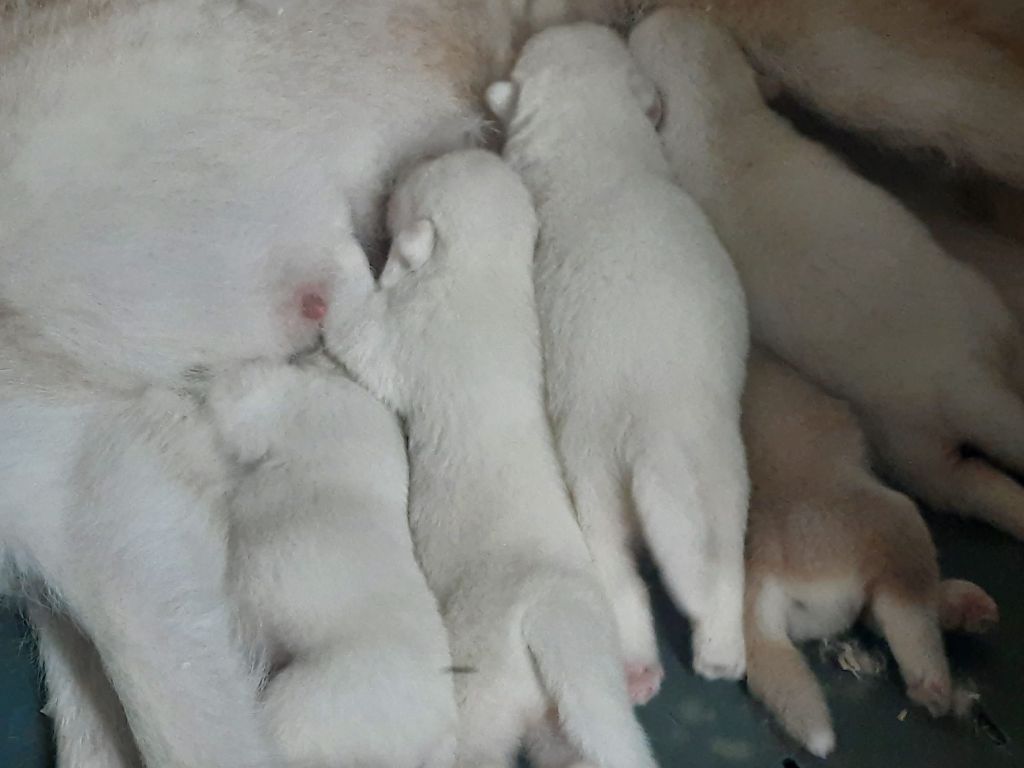 of the Nordic Dream - Alaskan Malamute - Portée née le 03/06/2025