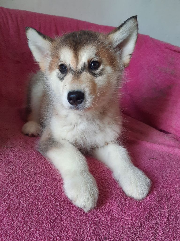 of the Nordic Dream - Chiots disponibles - Alaskan Malamute