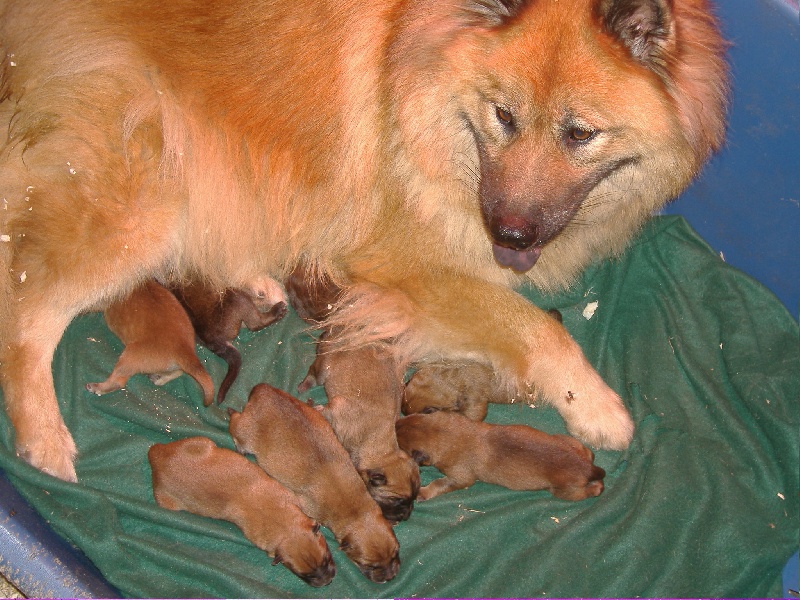 of the Nordic Dream - Eurasier - Portée née le 12/10/2008