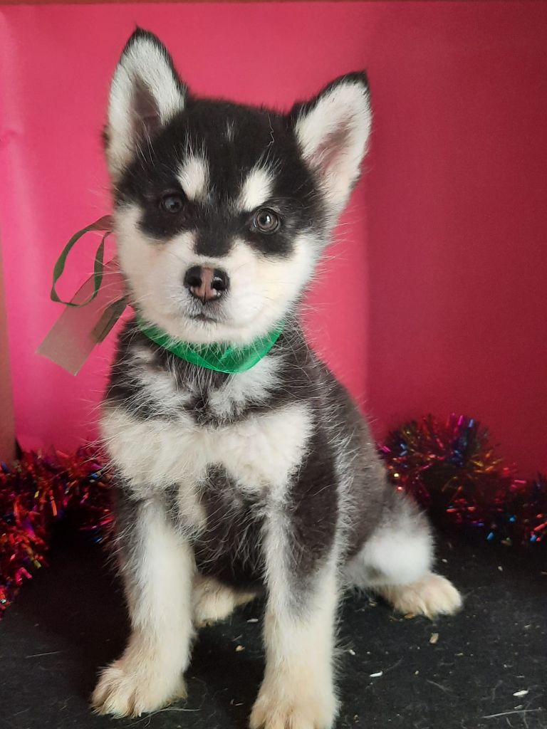 of the Nordic Dream - Chiots disponibles - Alaskan Malamute