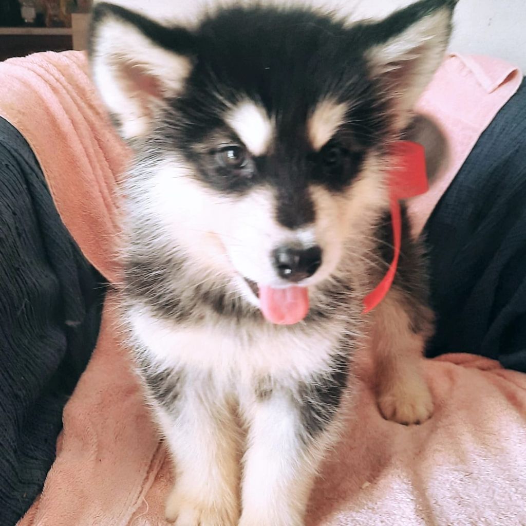 of the Nordic Dream - Chiots disponibles - Alaskan Malamute