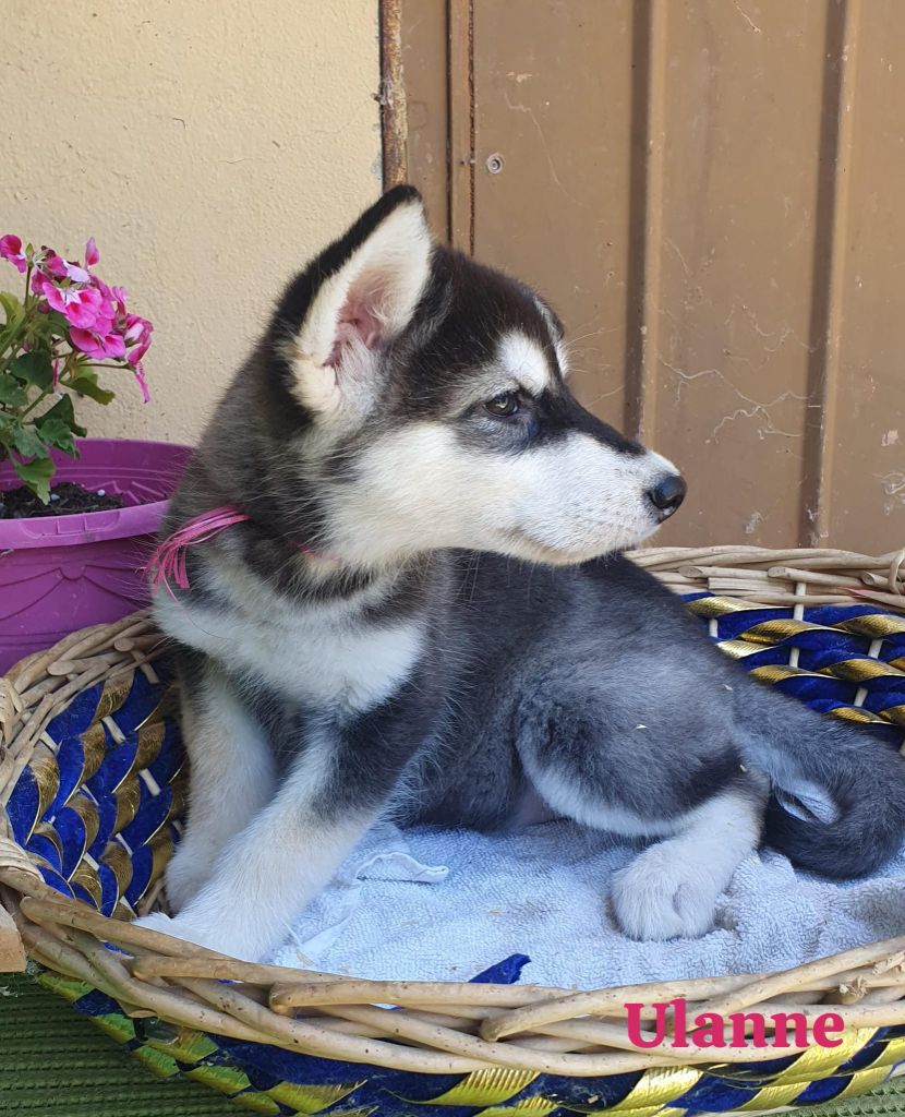 of the Nordic Dream - Chiots disponibles - Alaskan Malamute