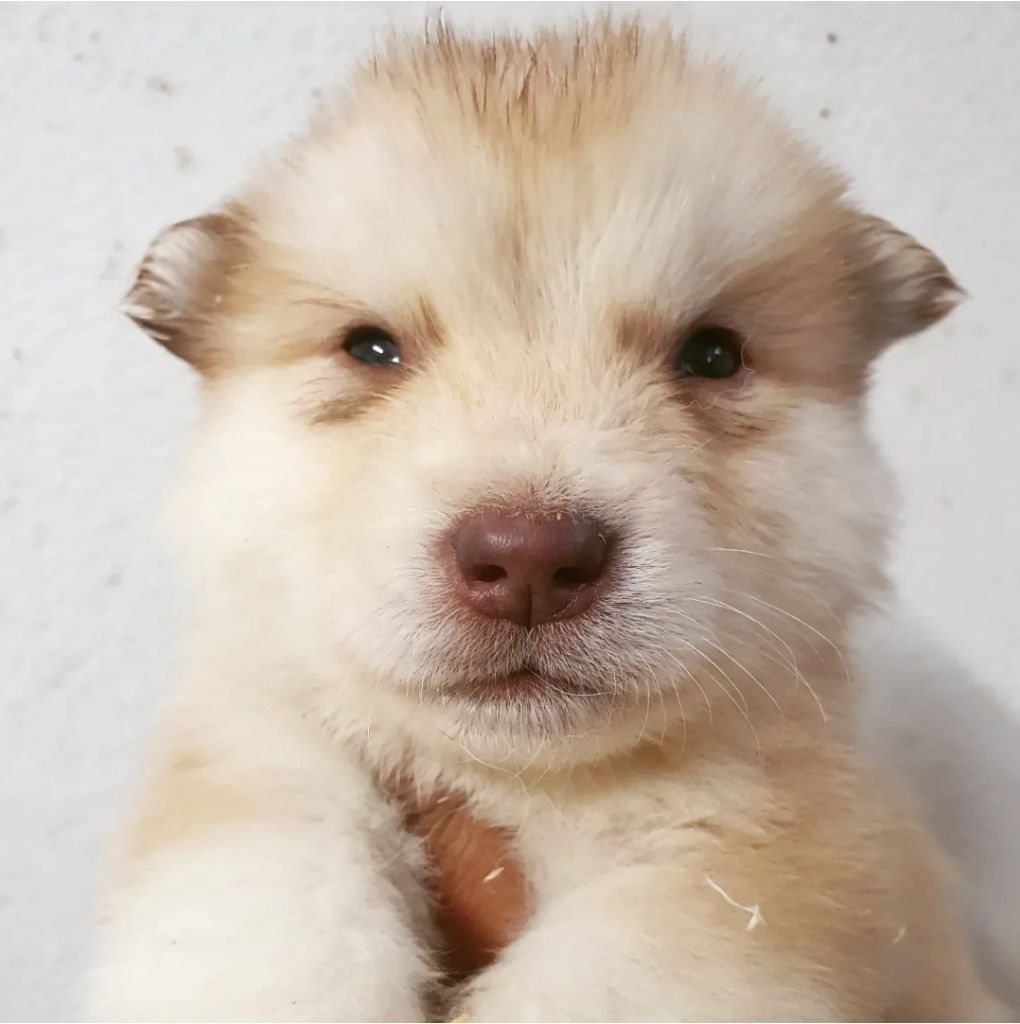 of the Nordic Dream - Chiots disponibles - Alaskan Malamute