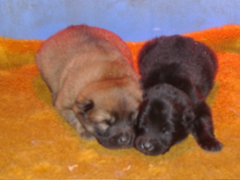 of the Nordic Dream - Eurasier - Portée née le 15/01/2009