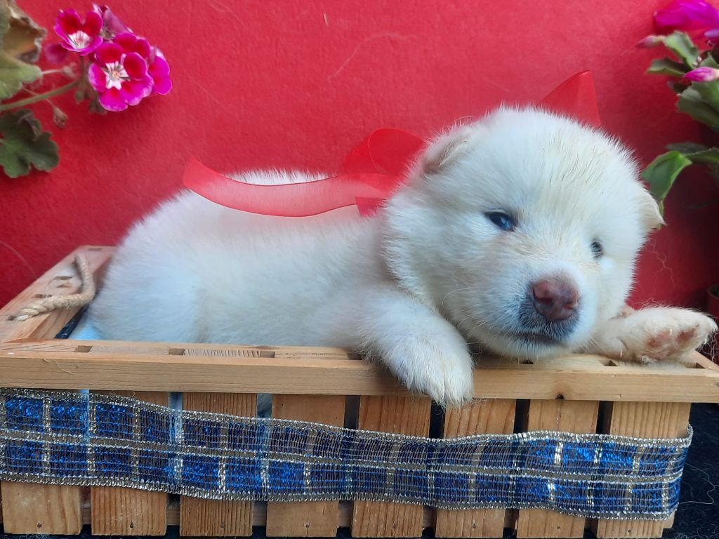 of the Nordic Dream - Chiots disponibles - Alaskan Malamute