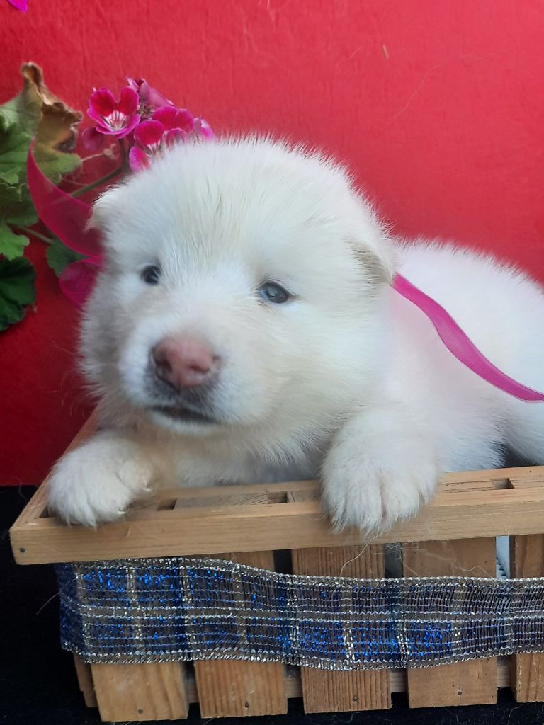of the Nordic Dream - Chiots disponibles - Alaskan Malamute