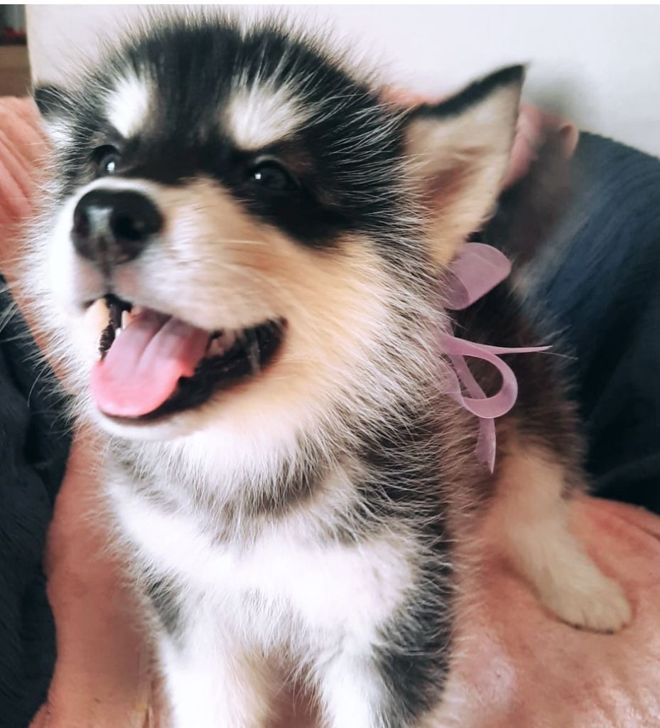 of the Nordic Dream - Chiots disponibles - Alaskan Malamute